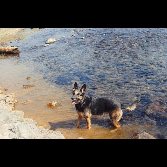 PSA : My Furry Friends - Picture 11 of 12